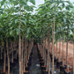 Buy Tabebuia rosea, Pink trumpet tree
