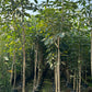 Buy Tabebuia rosea, Pink trumpet tree