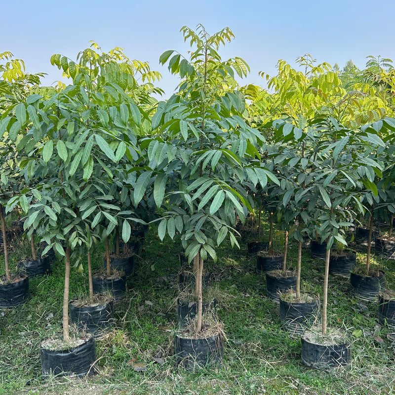 Buy Mahogany tree or African mahogany in wholesale from Saharanpur nursery