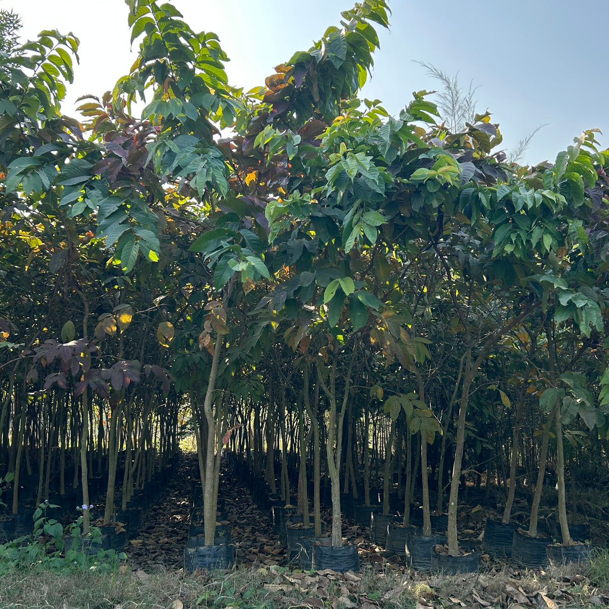 Lagerstroemia Speciosa: The Beautiful Jarul Flower Plant for Your Gard ...
