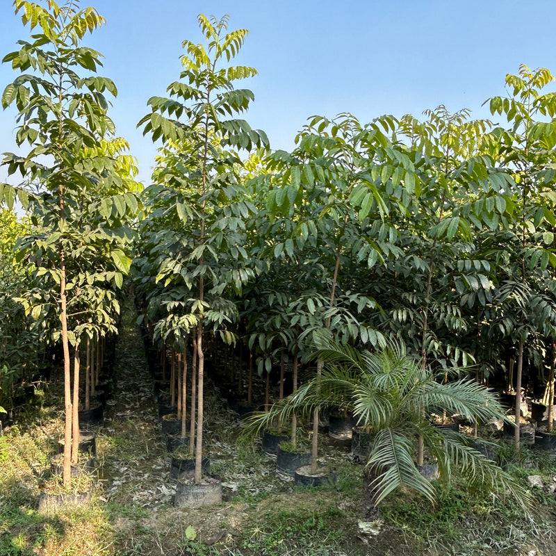 Buy Mahogany tree or African mahogany in wholesale from Saharanpur nursery