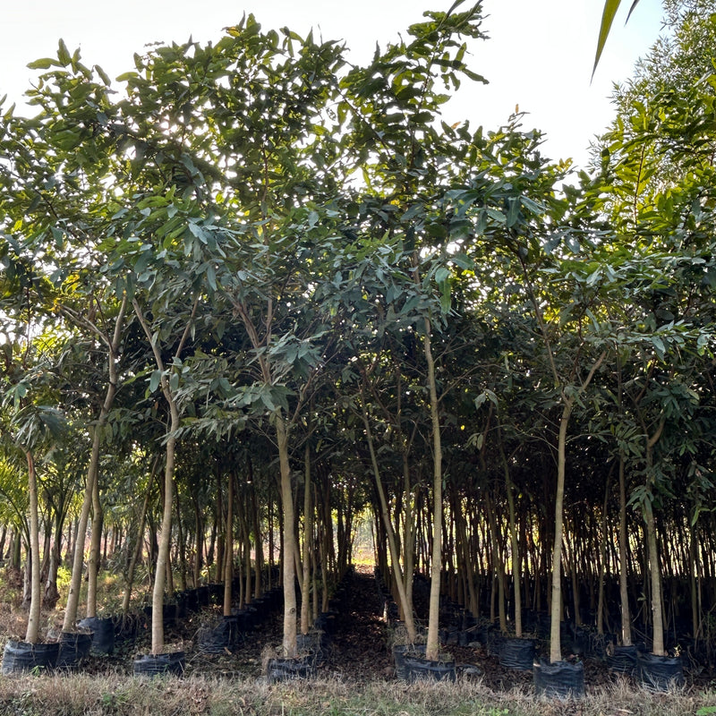 Buy Terminalia arjuna in wholesale, Arjun tree