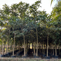 Buy Terminalia arjuna in wholesale, Arjun tree