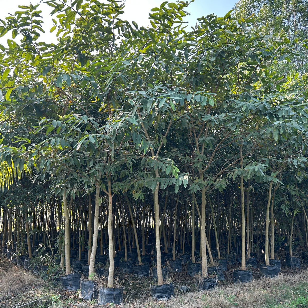 arjuna tree bonsai Buy Terminalia arjuna in wholesale, Arjun tree — Saharanpur Nursery