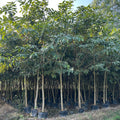 Buy Terminalia arjuna in wholesale, Arjun tree