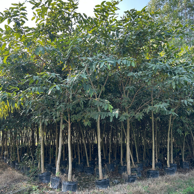 Buy Terminalia arjuna in wholesale, Arjun tree