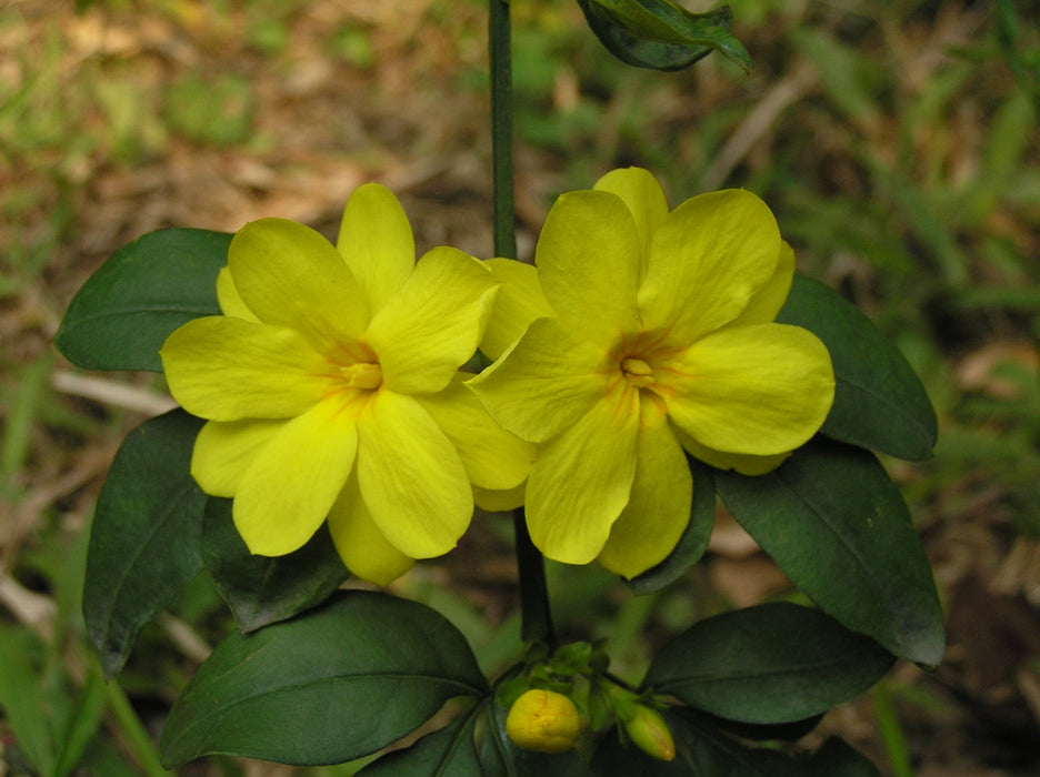 Jasminum nudiflorum - Creepers & Climbers