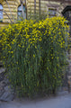 Jasminum nudiflorum - Creepers & Climbers