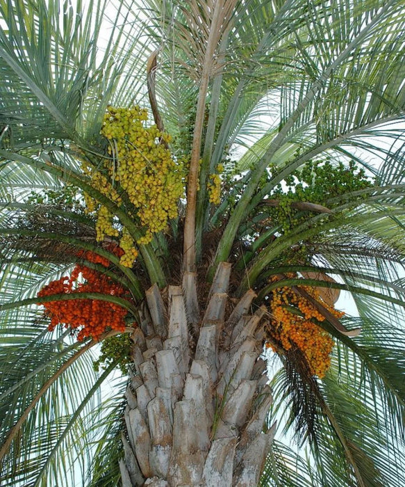 Jelly Palm, Pindo Palm, Wine Palm, Butia Capitata, Palm Tree, Ornamental Tree, Landscaping Tree, Saharanpur Nursery, Wholesale Plant Nursery, Wholesale Plant Supplier, Nursery in India, Landscaping Company in India