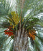 Jelly Palm, Pindo Palm, Wine Palm, Butia Capitata, Palm Tree, Ornamental Tree, Landscaping Tree, Saharanpur Nursery, Wholesale Plant Nursery, Wholesale Plant Supplier, Nursery in India, Landscaping Company in India