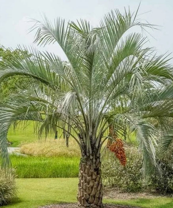 Jelly Palm, Pindo Palm, Wine Palm, Butia Capitata, Palm Tree, Ornamental Tree, Landscaping Tree, Saharanpur Nursery, Wholesale Plant Nursery, Wholesale Plant Supplier, Nursery in India, Landscaping Company in India
