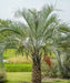 Jelly Palm, Pindo Palm, Wine Palm, Butia Capitata, Palm Tree, Ornamental Tree, Landscaping Tree, Saharanpur Nursery, Wholesale Plant Nursery, Wholesale Plant Supplier, Nursery in India, Landscaping Company in India