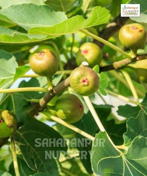 Kadota Fig Tree, Ficus Carica 'Kadota' , Saharanpur Nursery