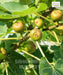 Kadota Fig Tree, Ficus Carica 'Kadota' , Saharanpur Nursery