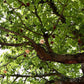Kalpa Vriksha - Avenue Trees