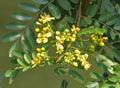 Senna Siamea, Cassia Siamea, Kassod Tree, Ornamental Plant, Timber Plant, Avenue Tree, Saharanpur Nursery