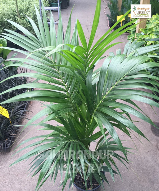 Kentia Palm, Howea forsteriana, Paradise Palm, Thatch Palm, Saharanpur Nursery 