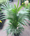 Kentia Palm, Howea forsteriana, Paradise Palm, Thatch Palm, Saharanpur Nursery 