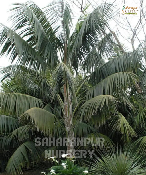 Kentia Palm, Howea forsteriana, Paradise Palm, Thatch Palm, Saharanpur Nursery 