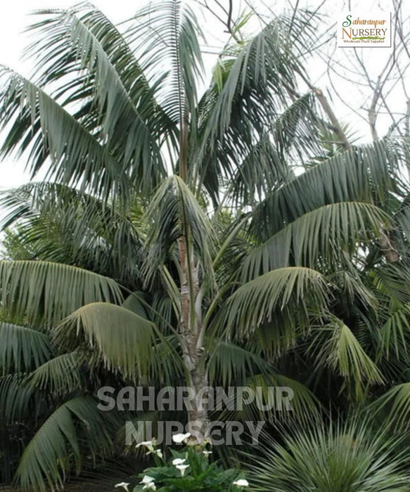 Kentia Palm, Howea forsteriana, Paradise Palm, Thatch Palm, Saharanpur Nursery 