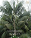 Kentia Palm, Howea forsteriana, Paradise Palm, Thatch Palm, Saharanpur Nursery 