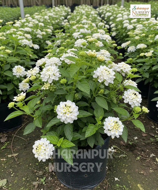 Lantana, Lantana camara ' white'