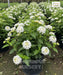 Lantana, Lantana camara ' white'