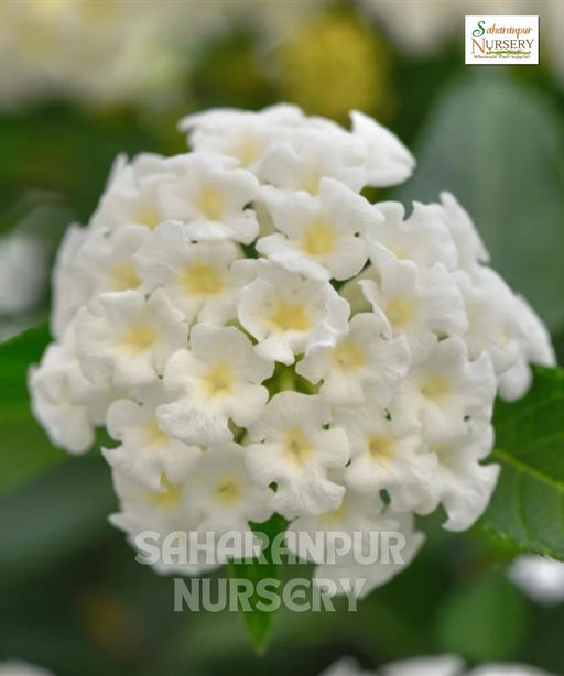 Lantana, Lantana camara ' white'