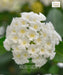 Lantana, Lantana camara ' white'
