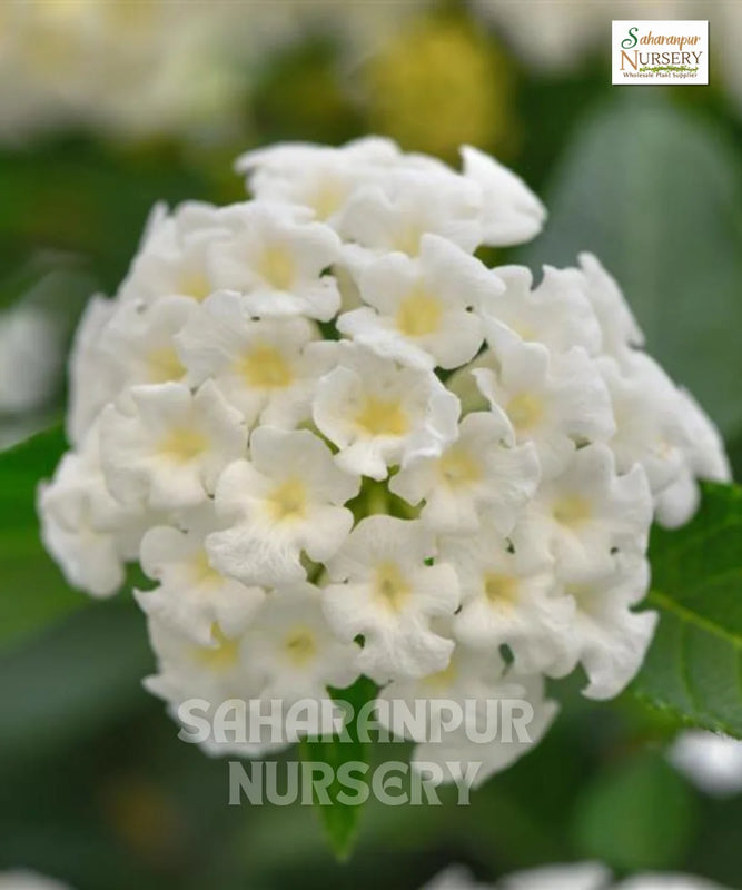 Lantana | Lantana Camara' White' | Saharanpur Nursery | Wholesale Shrubs Plant Supplier