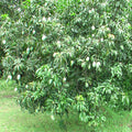 Mango Dasheri(Grafted) - Fruit Plants & Tree