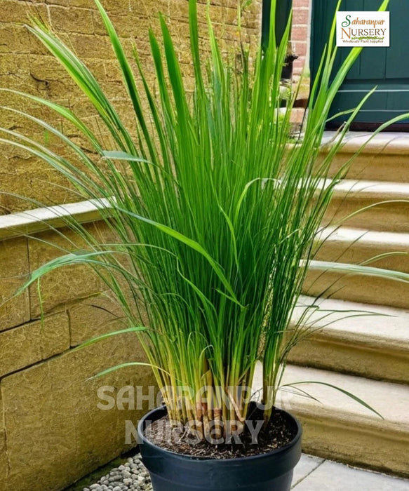 citronella grass, Lemon Grass , Cymbopogon, Saharanpur Nursery,