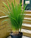 citronella grass, Lemon Grass , Cymbopogon, Saharanpur Nursery,