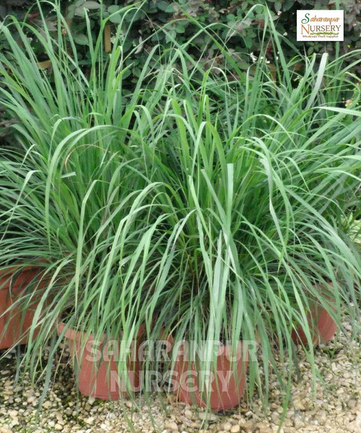 citronella grass, Lemon Grass , Cymbopogon, Saharanpur Nursery,