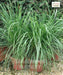 citronella grass, Lemon Grass , Cymbopogon, Saharanpur Nursery,