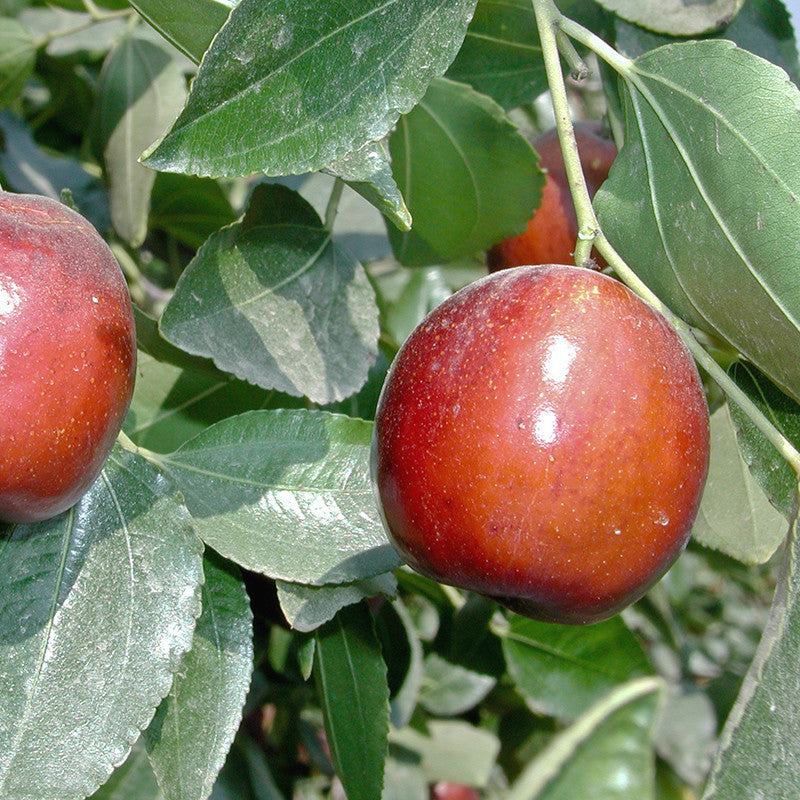Indian Jujubee Gola - Fruit Plants & Tree