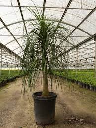 Lolina Palm - Cordyline Australis