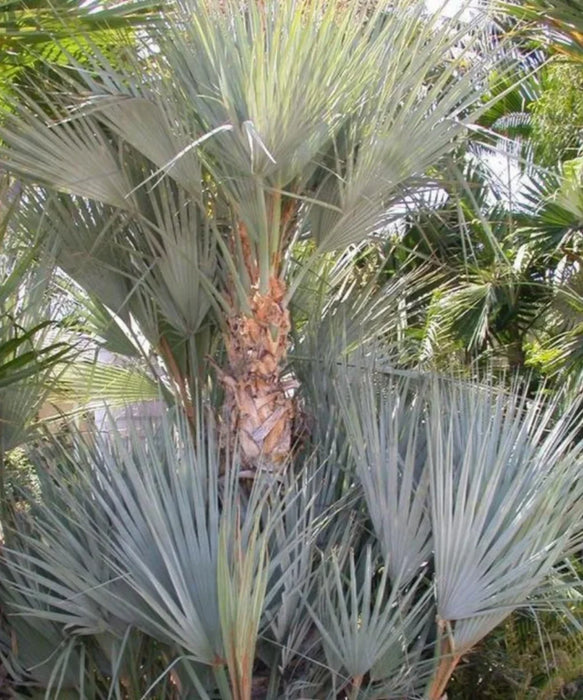 Nannorrhops ritchiana, Mazari Palm, Palm Tree, Ornamental Tree, Landscaping Tree, Saharanpur Nursery, Wholesale Plant Supplier, Wholesale Plant Nursery, Nursery in India, Landscaping Company in India, Plant Exporter in India 