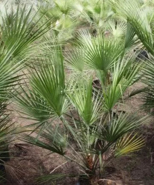 Nannorrhops ritchiana, Mazari Palm, Palm Tree, Ornamental Tree, Landscaping Tree, Saharanpur Nursery, Wholesale Plant Supplier, Wholesale Plant Nursery, Nursery in India, Landscaping Company in India, Plant Exporter in India 