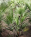 Nannorrhops ritchiana, Mazari Palm, Palm Tree, Ornamental Tree, Landscaping Tree, Saharanpur Nursery, Wholesale Plant Supplier, Wholesale Plant Nursery, Nursery in India, Landscaping Company in India, Plant Exporter in India 