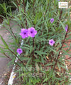 Ruellia simplex, Ruellia brittoniana, Mexican Petunia