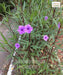 Ruellia simplex, Ruellia brittoniana, Mexican Petunia