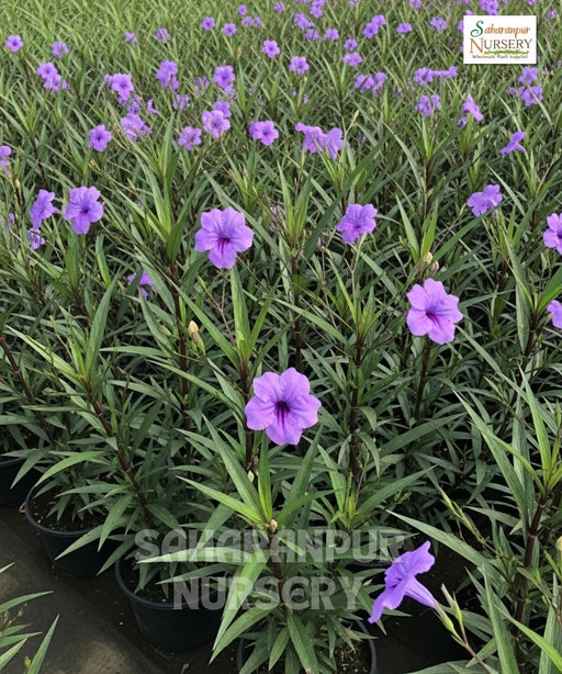 Ruellia simplex, Ruellia brittoniana, Mexican Petunia