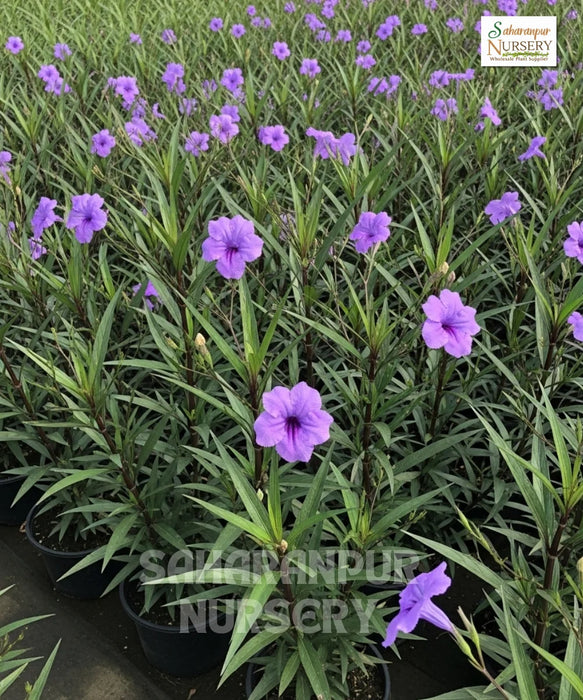 Ruellia simplex, Ruellia brittoniana, Mexican Petunia