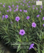 Ruellia simplex, Ruellia brittoniana, Mexican Petunia