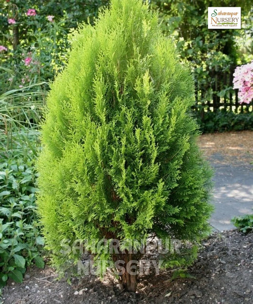 Platycladus orientalis, Morpankhi plant, Thuja Plant, Oriental arborvitae, Saharanpur Nursery