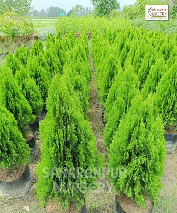 Platycladus orientalis, Morpankhi plant, Thuja Plant, Oriental arborvitae, Saharanpur Nursery