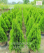 Platycladus orientalis, Morpankhi plant, Thuja Plant, Oriental arborvitae, Saharanpur Nursery