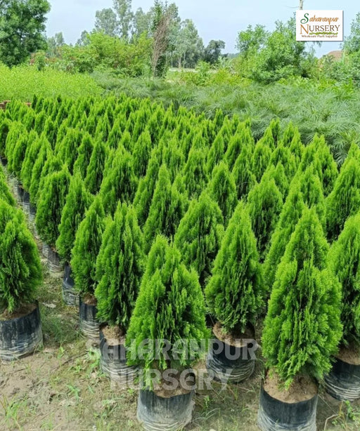 Platycladus orientalis, Morpankhi plant, Thuja Plant, Oriental arborvitae, Saharanpur Nursery