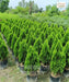 Platycladus orientalis, Morpankhi plant, Thuja Plant, Oriental arborvitae, Saharanpur Nursery
